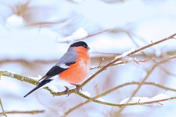 A male bullfinch sits on a branch in winter. A bullfinch in the nature habitat. Pyrrhula pyrrhula