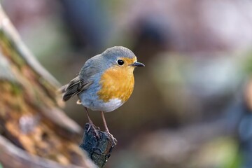 A cute european robin sits on small tree stump. Portrait of a redbreast in the nature habitat.  Erithacus rubecula