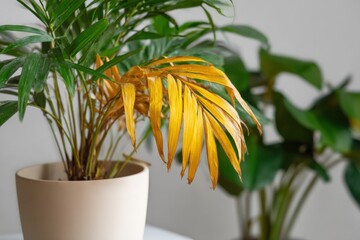 Fototapeta premium Tropical plant with yellowing leaves in beige pot