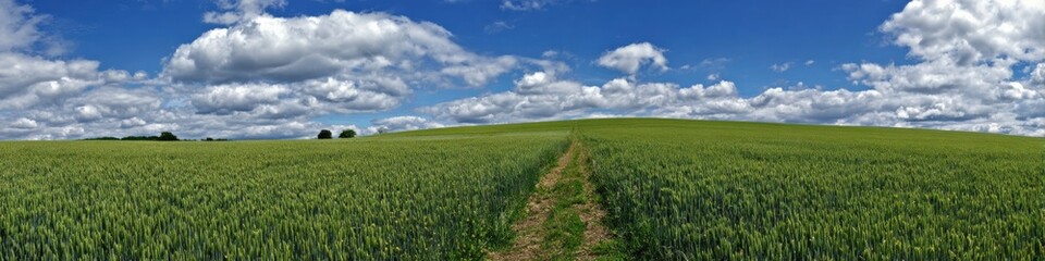 Obraz premium Expansive green wheat field under blue sky with clouds