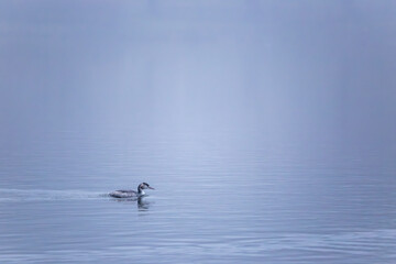Great crested grebe (Podiceps cristatus) in winter plumage swimming on a misty lake.