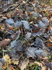 frost on leaf