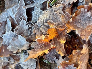frost on leaf