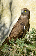 Circaète Jean le Blanc