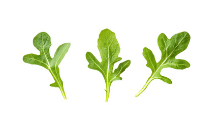 Three Green Arugula Leaves isolated on a transparent background