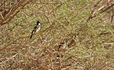 black winged blackbird