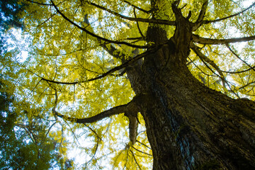 Obraz premium 大銀杏の木