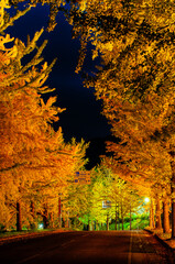 Fototapeta premium 銀杏並木の夜景