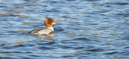  Goosander, Mergus merganser, single female Swimming on Blue Water Surface Under Calm Sunshine, Close Up View