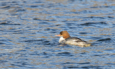  Goosander, Mergus merganser, single female Swimming on Blue Water Surface Under Calm Sunshine, Close Up View