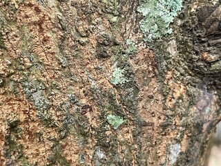 Close-up of a textured tree bark with deep cracks and ridges. The image captures the intricate details and natural patterns found in the surface of a tree trunk