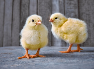 Small chicken closeup on wooden background.