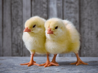 Small chicken closeup on wooden background.