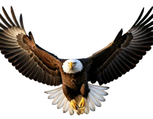  Majestic bald eagle soaring with wings spread isolated on transparent background 