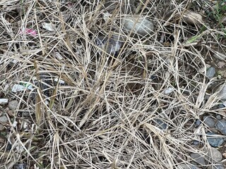 Dry grass texture. The image captures the natural pattern and color of dried grass