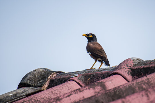 Common myna bird perching on a weathered rooftop
