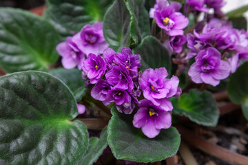 Flowers of domestic violets