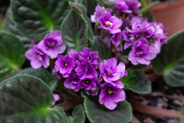 Flowers of domestic violets