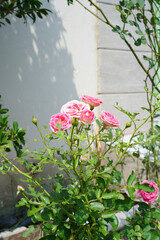 A blooming pink rose bush in the garden. Rosa Chinensis blossoming flowers with buds and caterpillar-damaged green leaves in a flowerbed. A wall background with a copy space. Vertical image. Close-up.