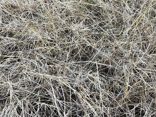 Dry grass texture. The image captures the natural pattern and color of dried grass