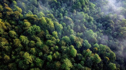 Aerial view of dense green forest canopy with morning mist and sunlight