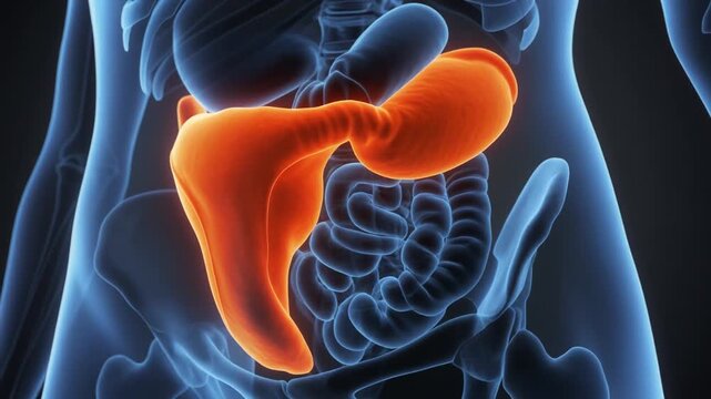 Female Reproductive Organs 3D Visualization Medical X-ray Style