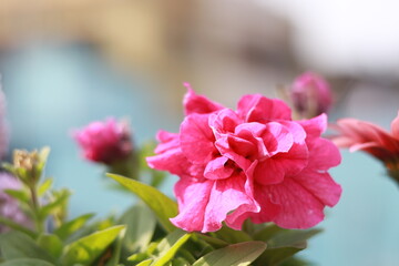Pitunia Flower plant on roof top garden