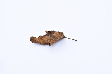 Dry leaves or dead leaves isolated on white background, clipping path material