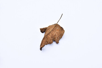Obraz premium Dry leaves or dead leaves isolated on white background, clipping path material