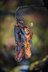 Autumn leaves backlit by warm sunlight at sunset in a forest in the Taunus region.