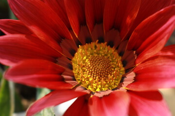 The image features a close-up of a vibrant orange flower, likely a Gazania, also known as the 