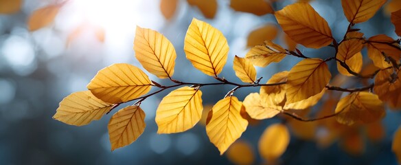 Sunlight filtering through golden autumn leaves fills the heart with warm calm.