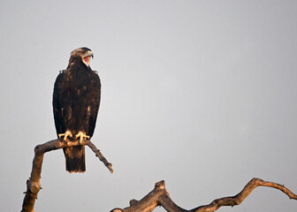 a majestic imperial eagle in spain