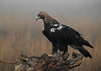 a majestic imperial eagle in spain