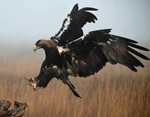 a majestic imperial eagle in spain