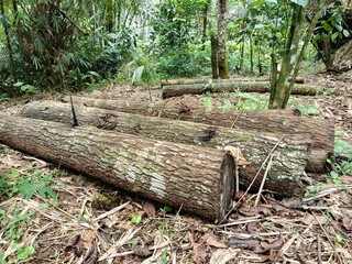 Freshly Cut Logs on the Forest Floor
