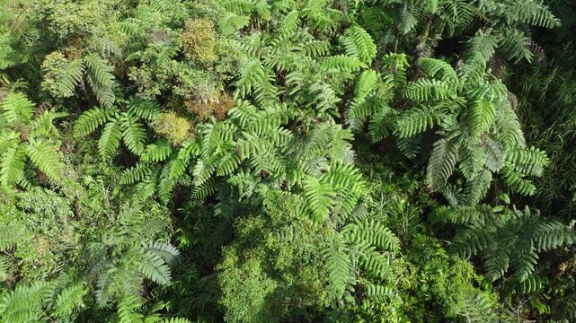 Top down view of Fern trees (Polypodiopsida or Polypodiophyta) in the natural forest of Papua, Indonesia.