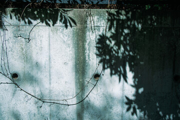 壁に映る木の影