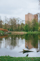 Graureiher im Johannapark Leipzig
