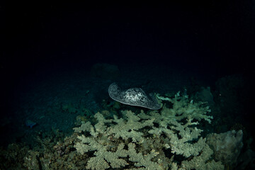 夜の海を泳ぐ危険生物マダラエイ　小笠原
