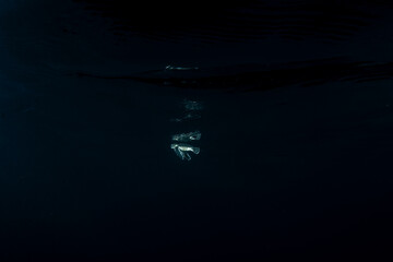 孵化して海を泳ぐアオウミガメの赤ちゃん　小笠原