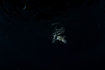 孵化して海を泳ぐアオウミガメの赤ちゃん　小笠原