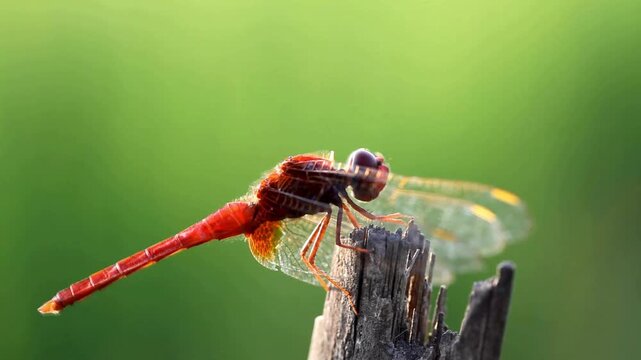 A vibrant red dragonfly perches delicately on weathered wood, its translucent wings catching the sunlight against a blurred green backdrop, showcasing nature's beauty.