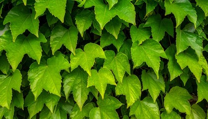 Lush Green Ivy Wall - A Vibrant Natural Background Texture.