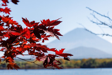 Red Autumn Maple Leaves with Mount Fuji in Soft Background © 9parusnikov