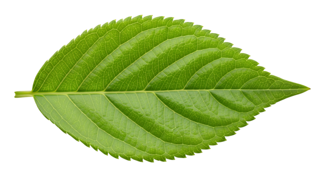 A single vibrant green leaf with a serrated edge, isolated on a transparent background, showcasing its delicate veins and texture