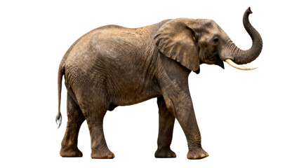 Fototapeta premium Elephant walking gracefully on a plain background with its trunk raised