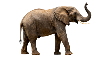 Elephant walking gracefully on a plain background with its trunk raised