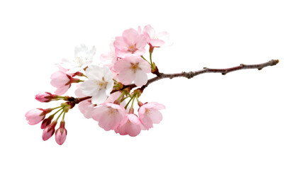Obraz premium Cherry blossom branch with delicate pink and white flowers showcasing spring beauty and nature's artistry in full bloom