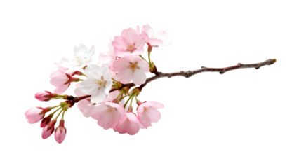 Cherry blossom branch with delicate pink and white flowers showcasing spring beauty and nature's artistry in full bloom